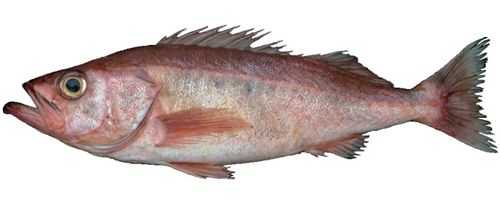 Mexican Rockfish