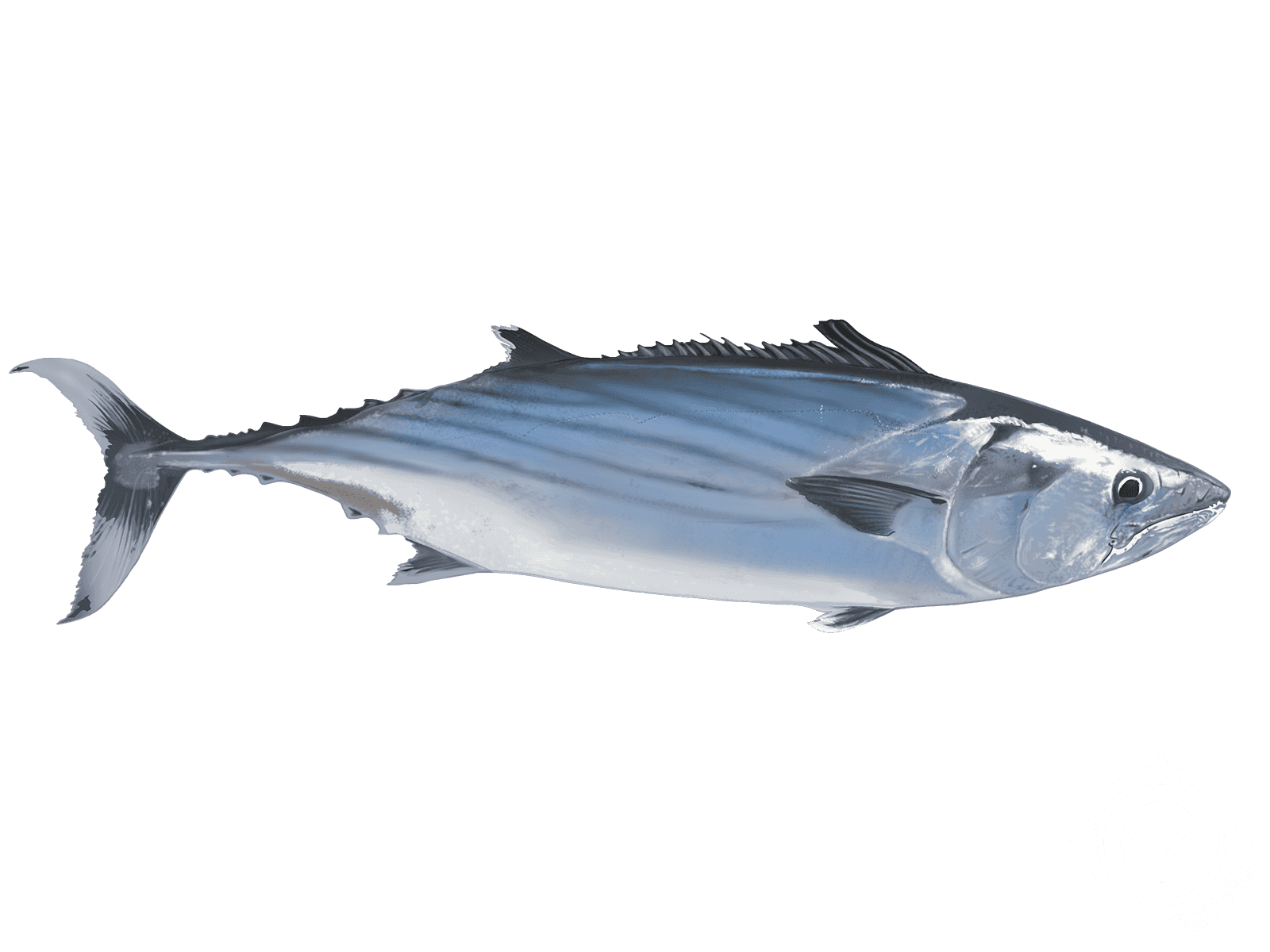 Learn About the Pacific Bonito – Fishing