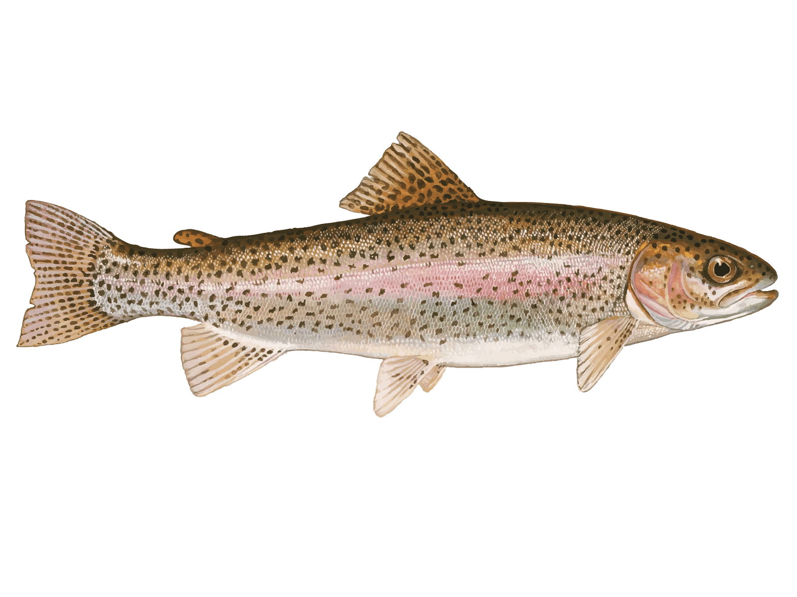 Native rainbow deals trout