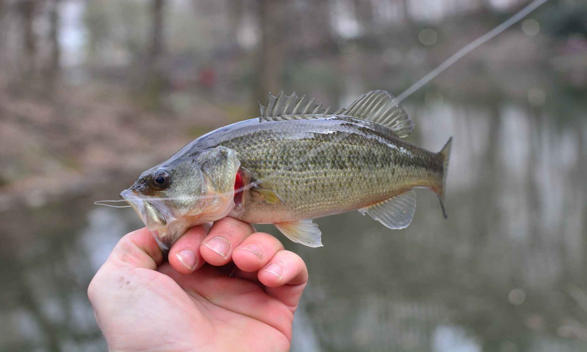 Tips on How to Land a Bass