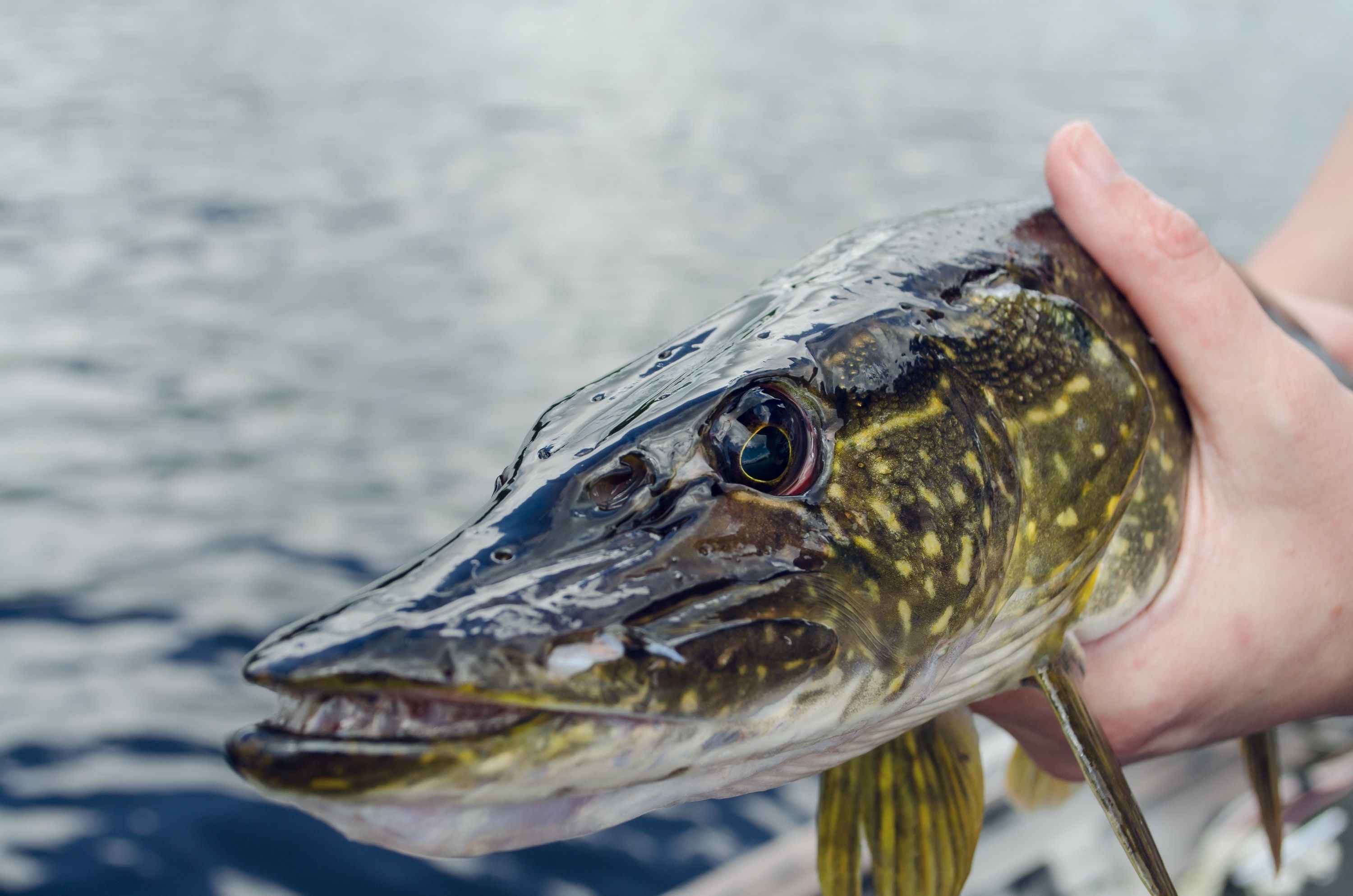 Techniques on Catching the Northern Pike