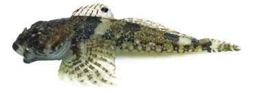 Silverspotted Sculpin