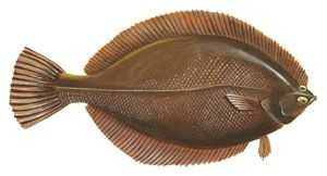 Learn About the Winter Flounder – Fishing