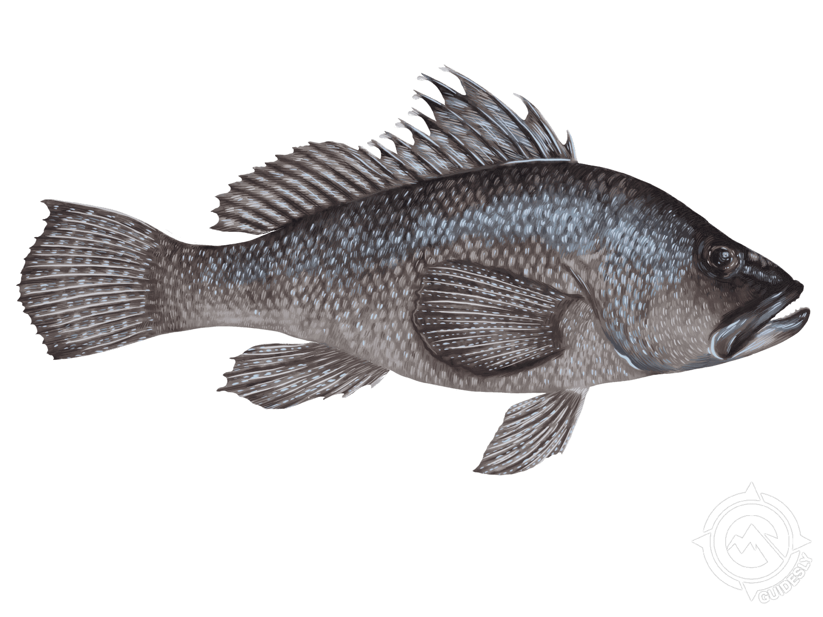 giant sea bass juvenile
