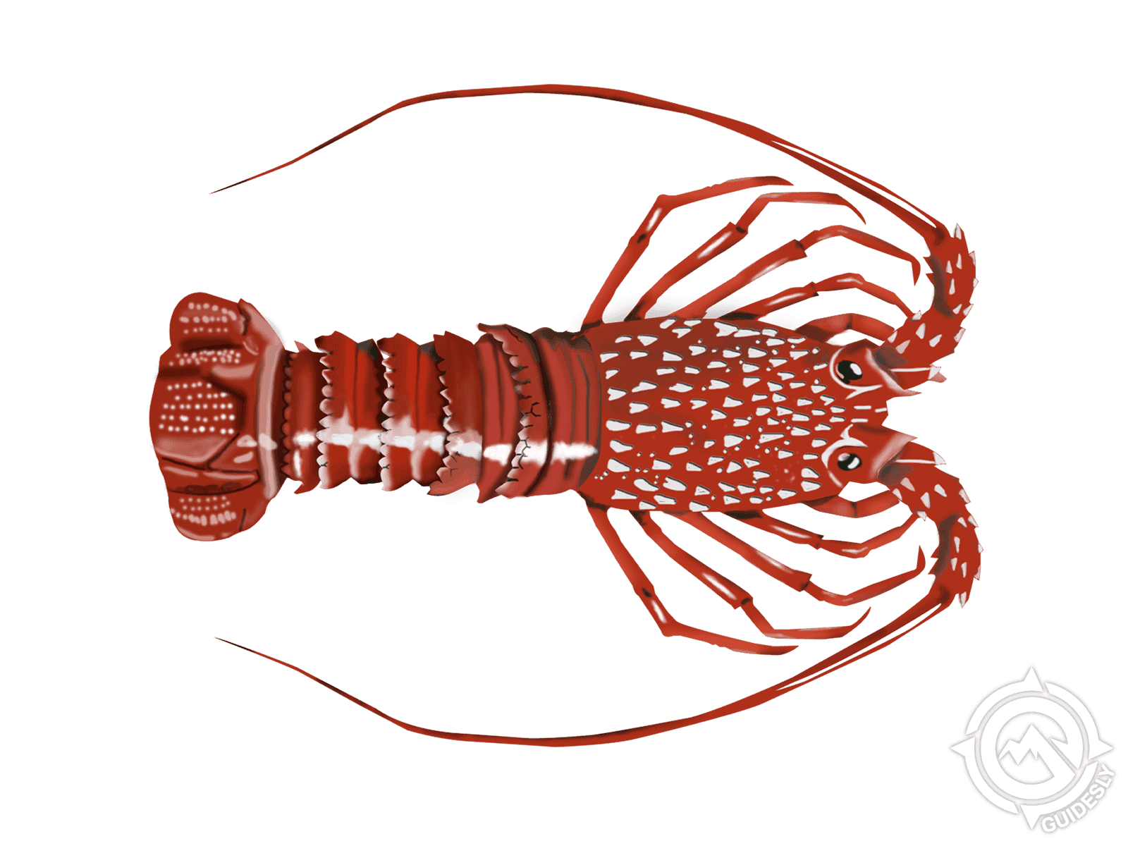 South African Lobster