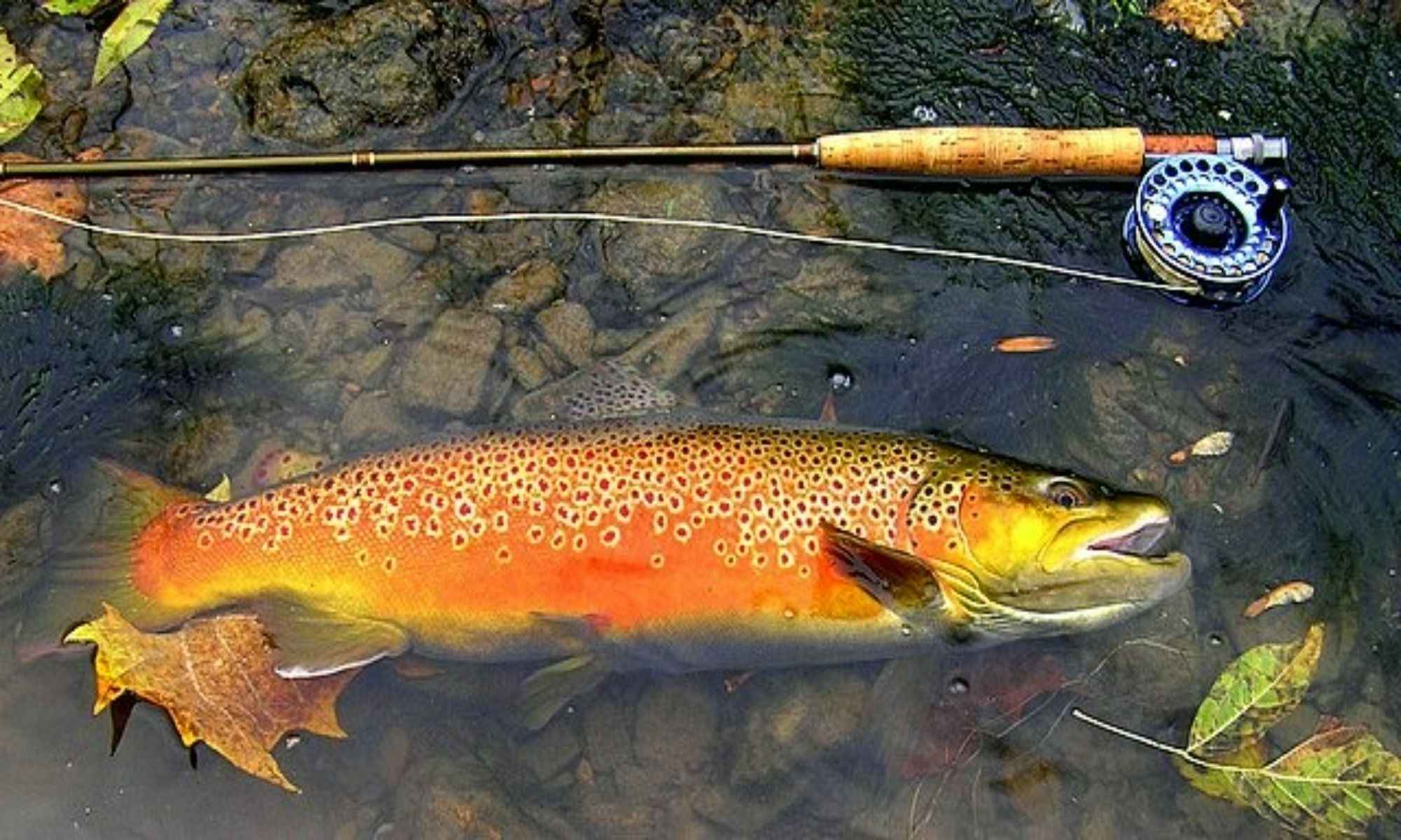 Best Ways to Catch More Trout with a Leader