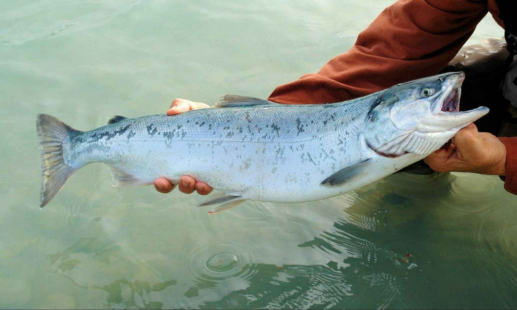 How Does Sustainable Salmon Differ From Other Salmon Products?