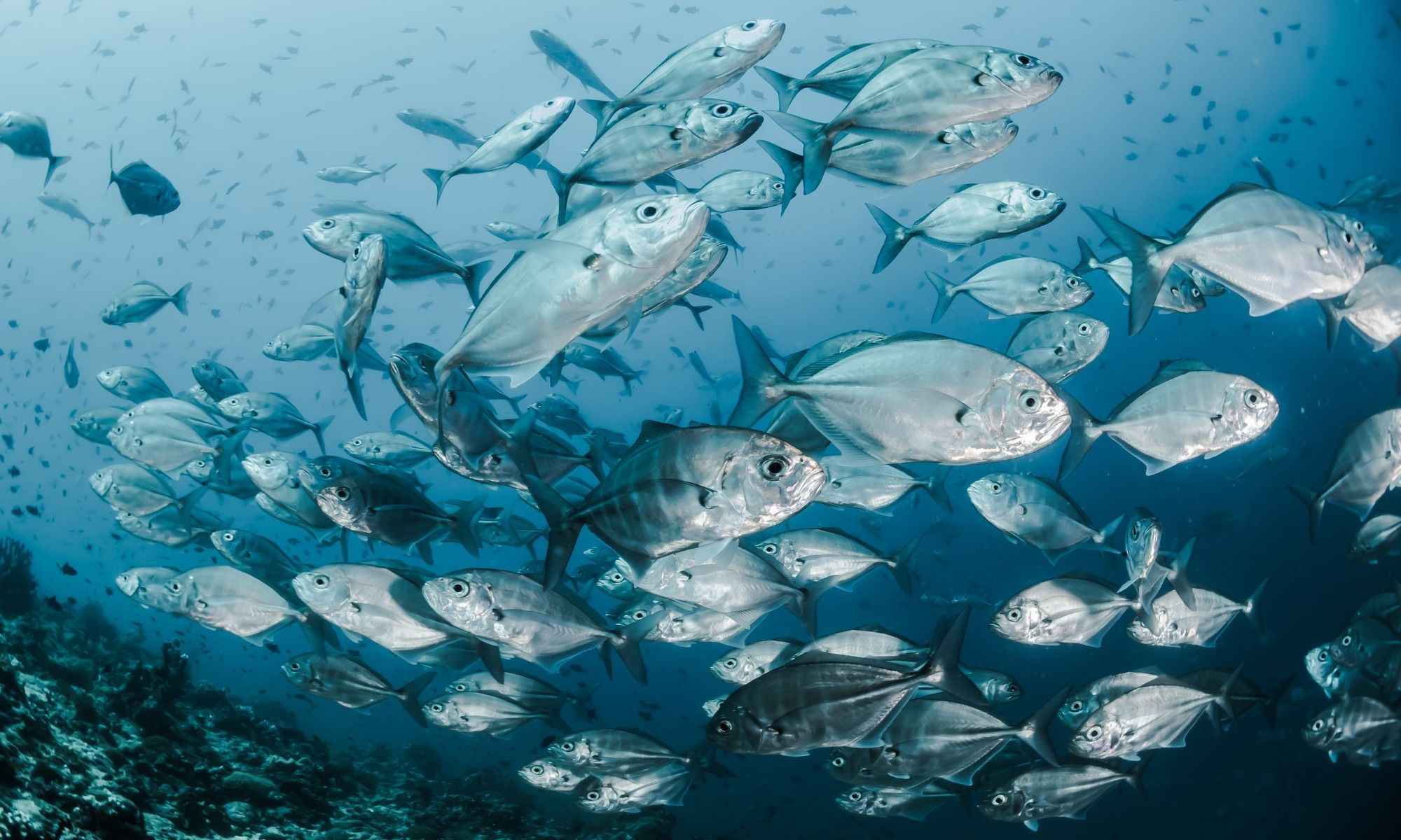 Fish Behavior: 5 Ways to Understand Them