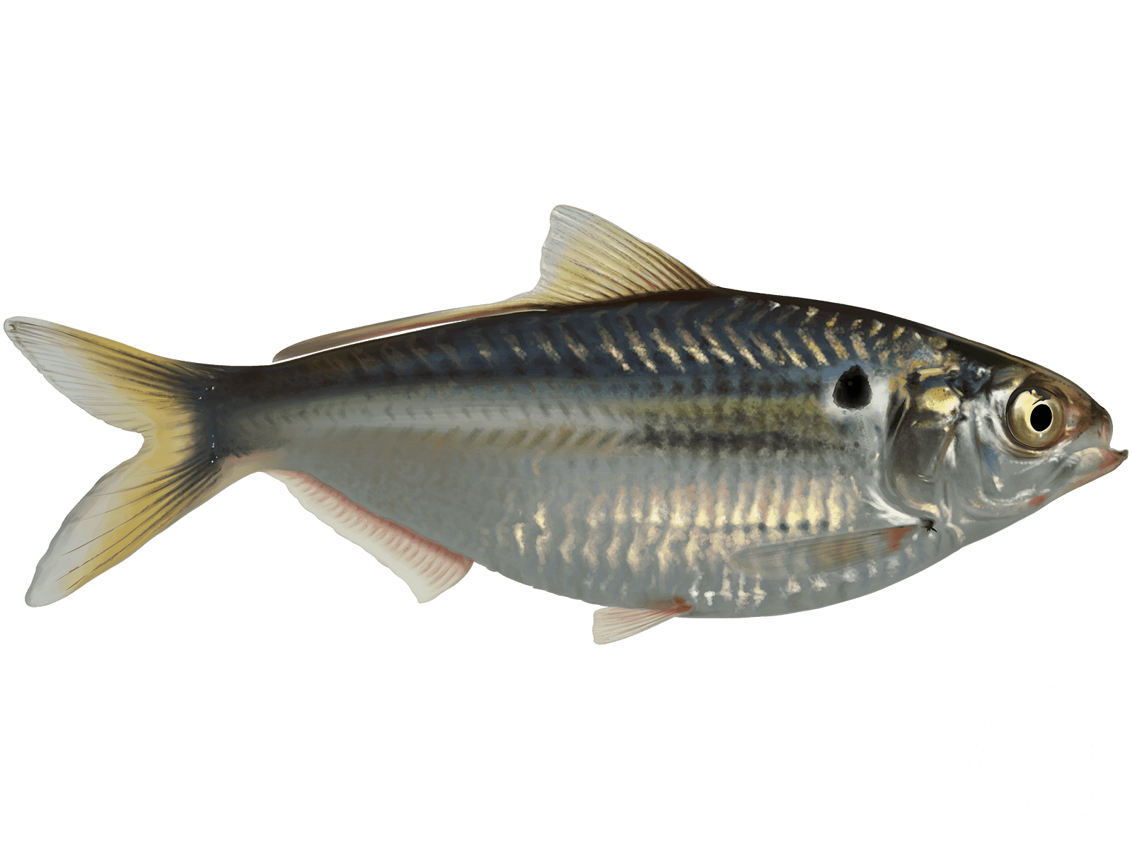 Learn About the American Gizzard Shad – Fishing