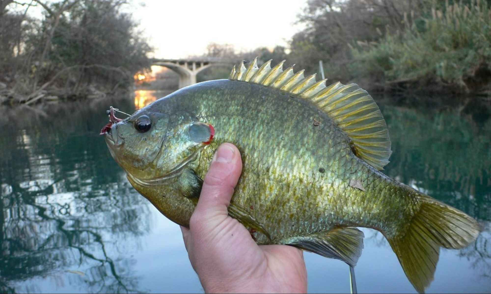5 Tips for Successful Redear Sunfish Fishing