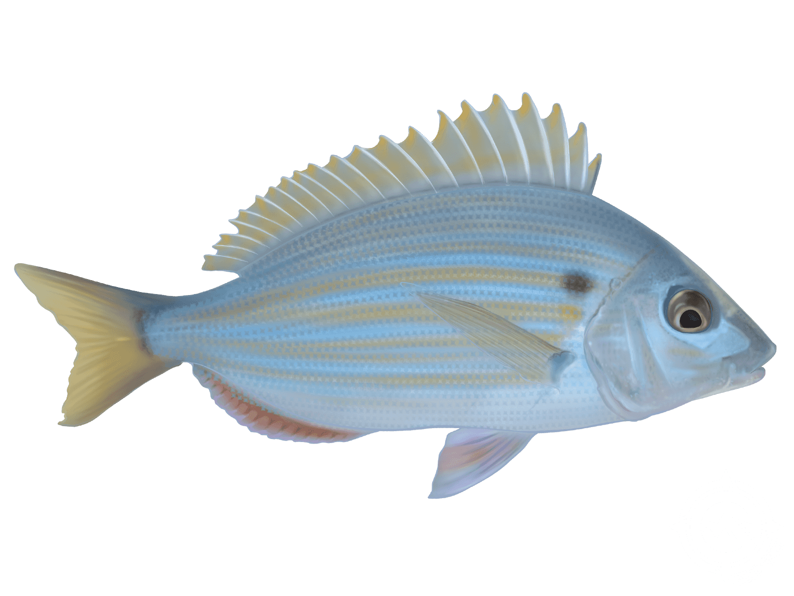 Pinfish