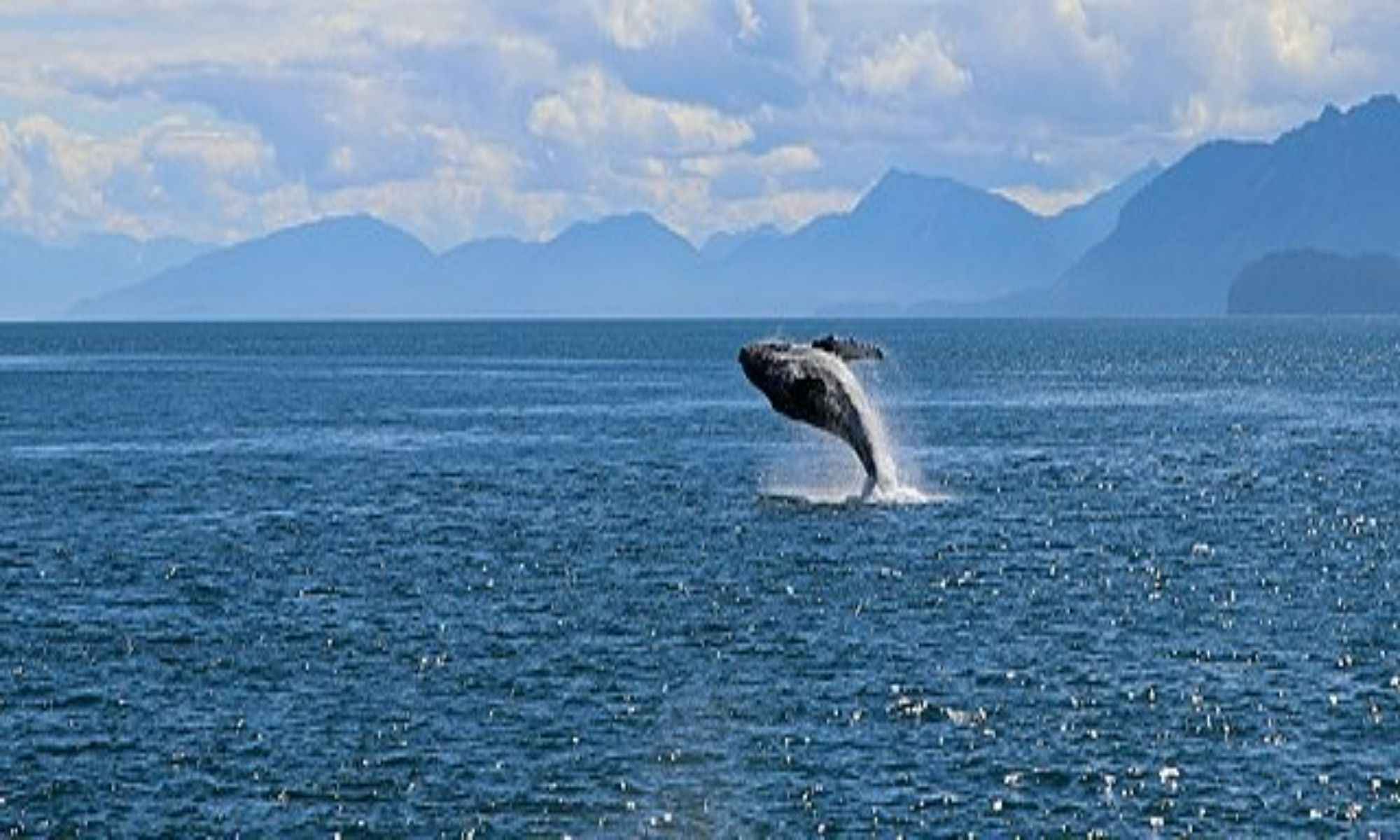 How Whales Protect Themselves From Cancer