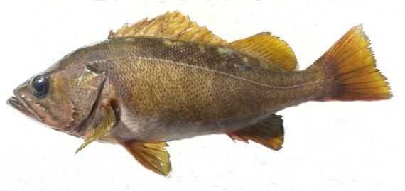 Yellowtail Rockfish