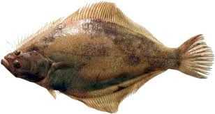 Pacific Sand Sole
