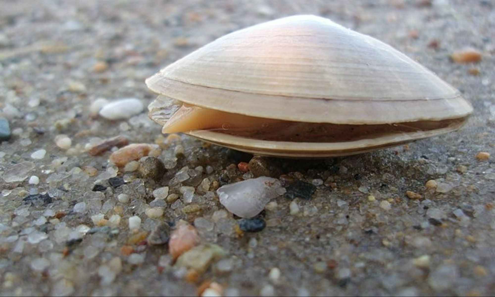 Clam Fishing on Washington Coast