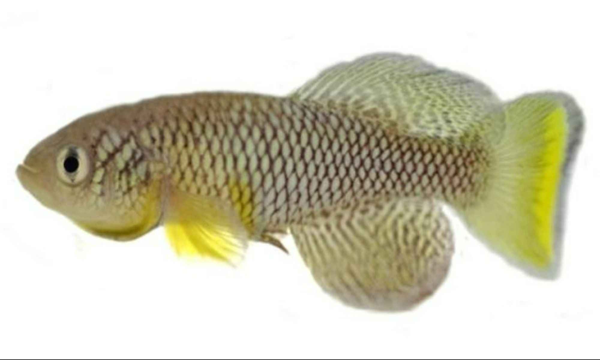 Can African Turquoise Killifish Stop Human Aging?