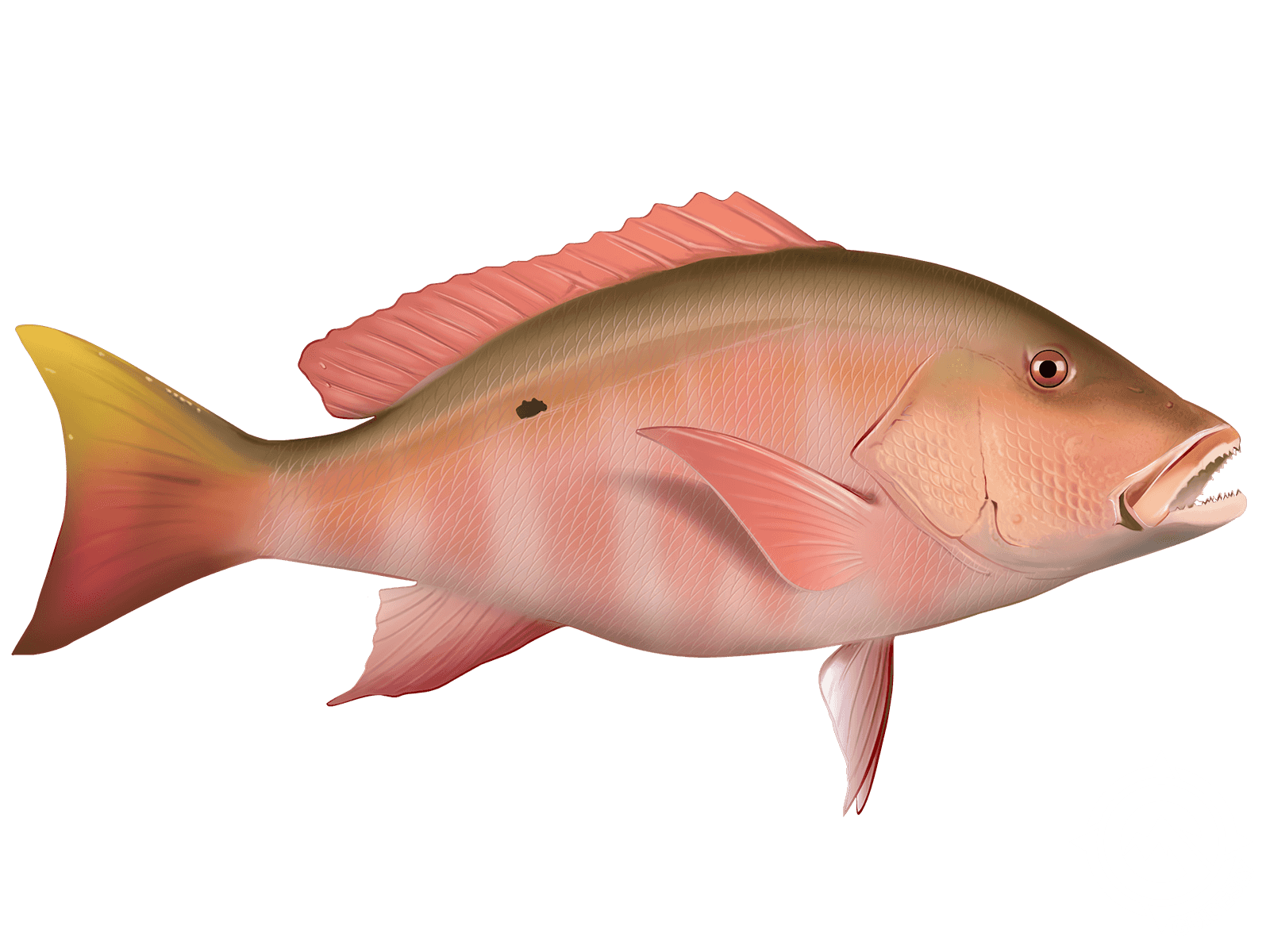 All Fishing Buy, Red Snapper fish identification, Habitats