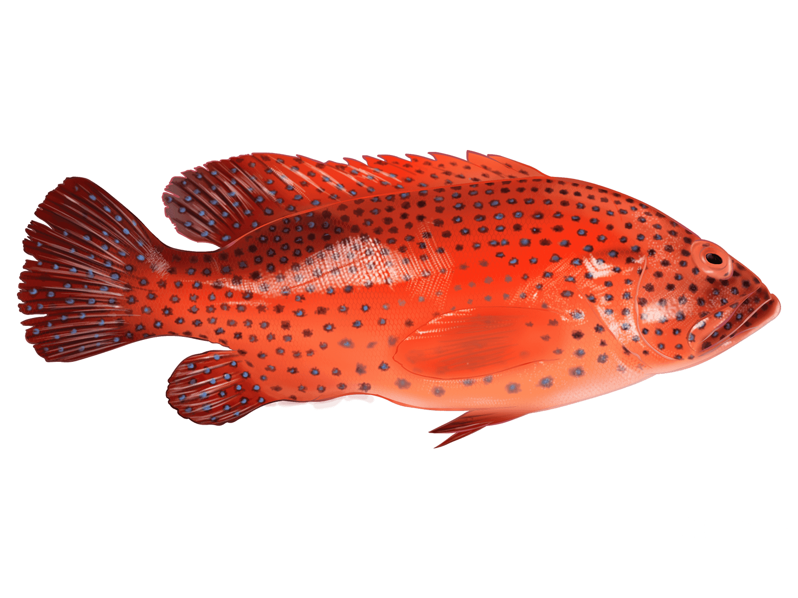 Learn About the Red Grouper – Fishing