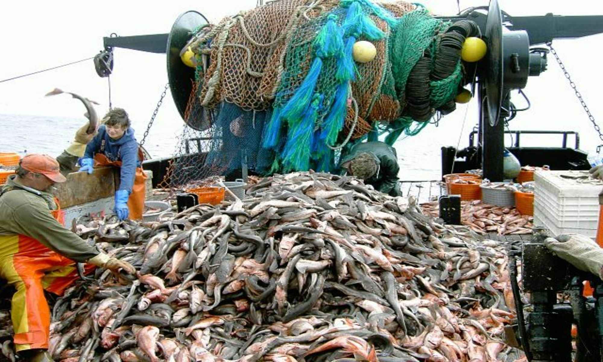 Overfishing and Other Threats to the Declining Fish Population