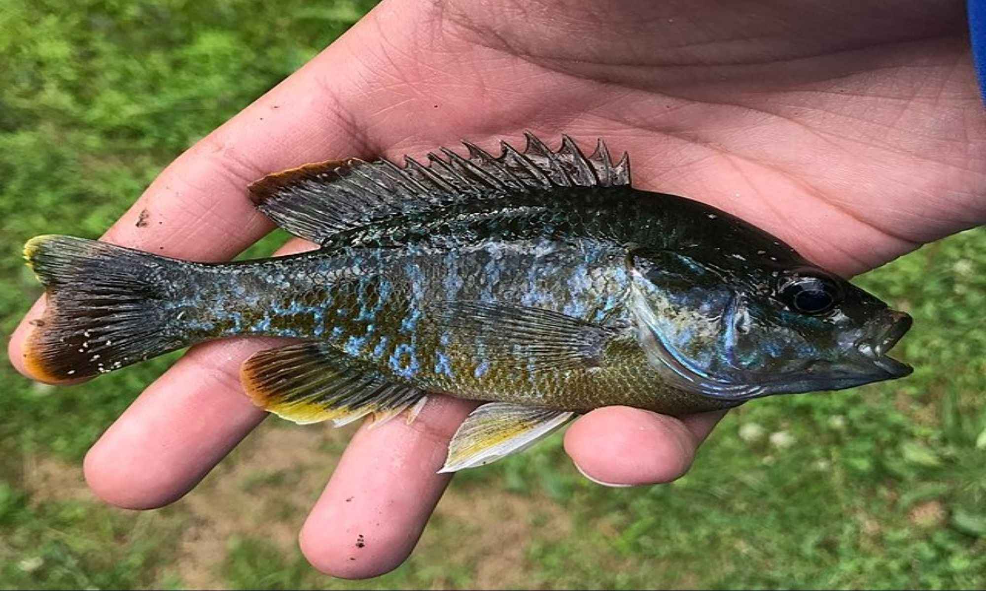 How to Catch Loads of Bluegill