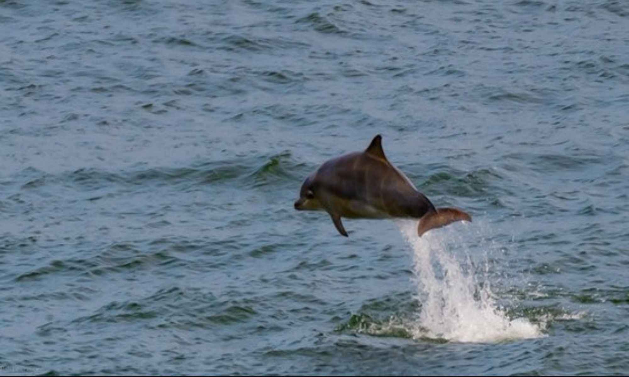 10 Fascinating Facts About Dolphins