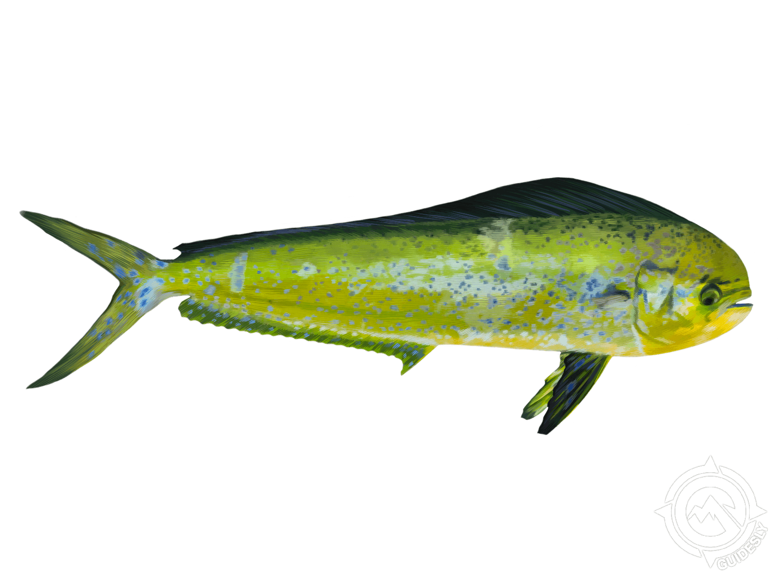 Large Fish With Yellow Spots Is Swimming In The Water Background Picture  Of A Mahi Mahi Fish Background Image And Wallpaper for Free Download