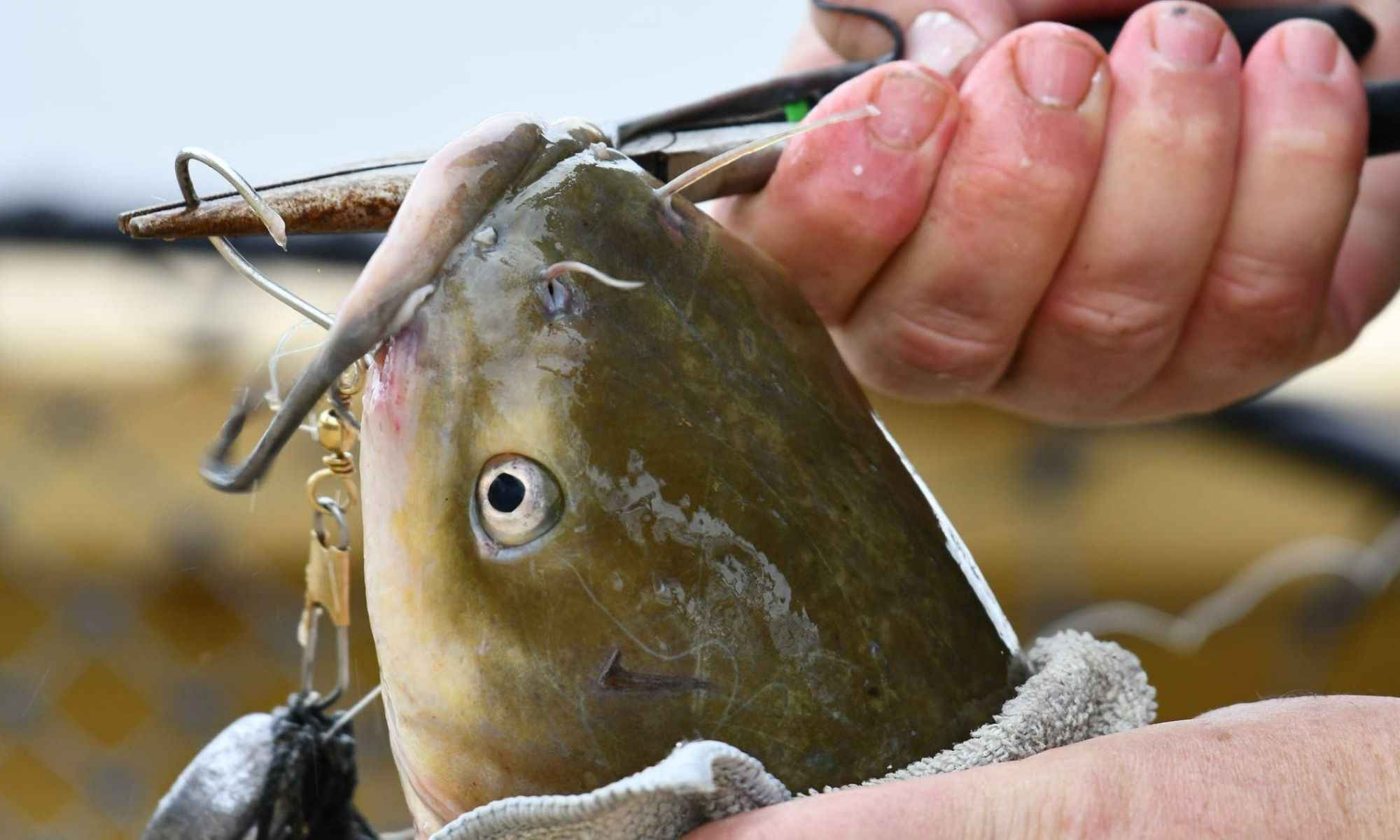 Catfish Fishing: How to Safely Hold Catfish