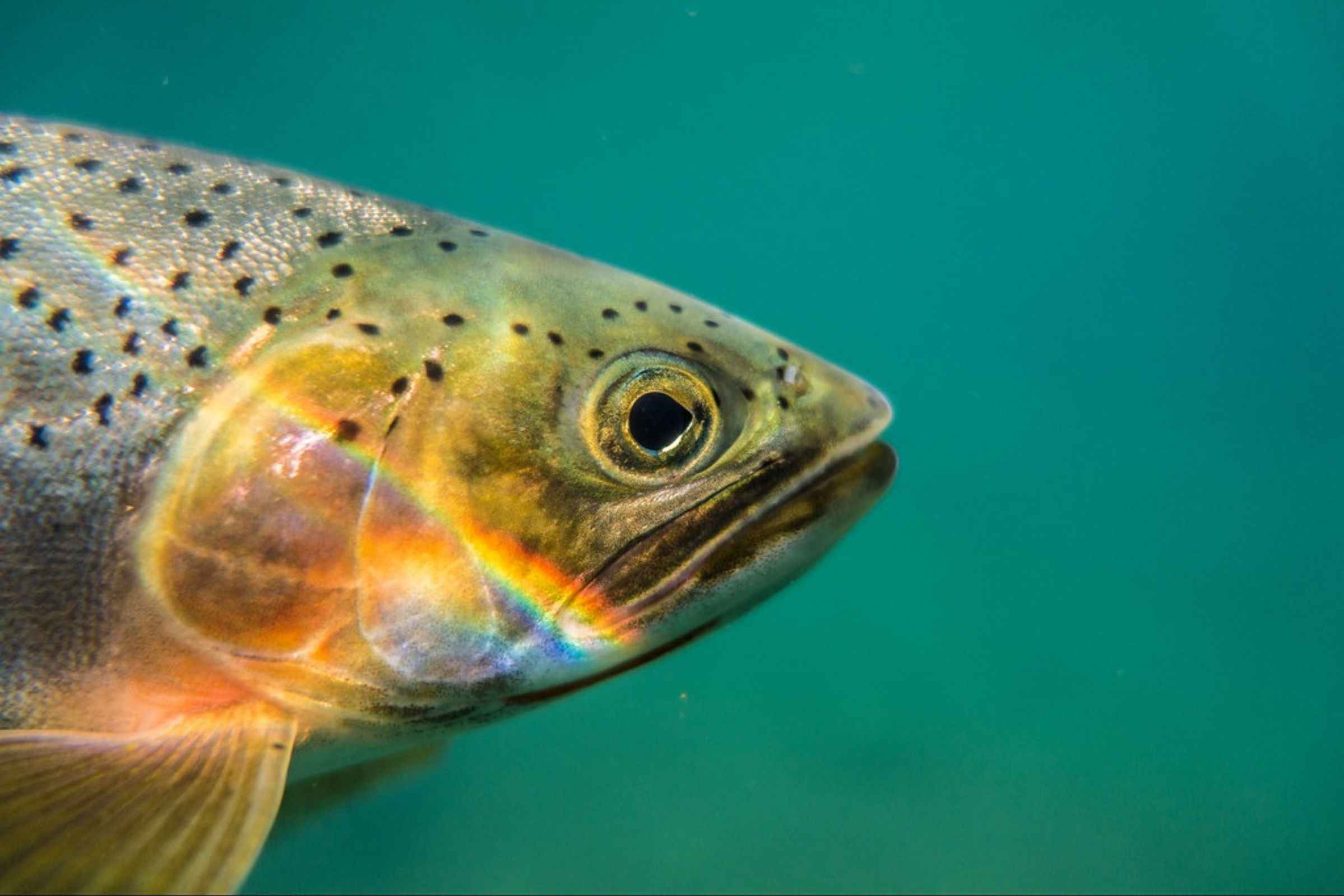 Cutthroat: The West's Iconic Trout and What You Should Know About It