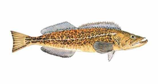 Learn About the Lingcod – Fishing