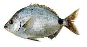 Learn About the South American Silver Porgy – Fishing