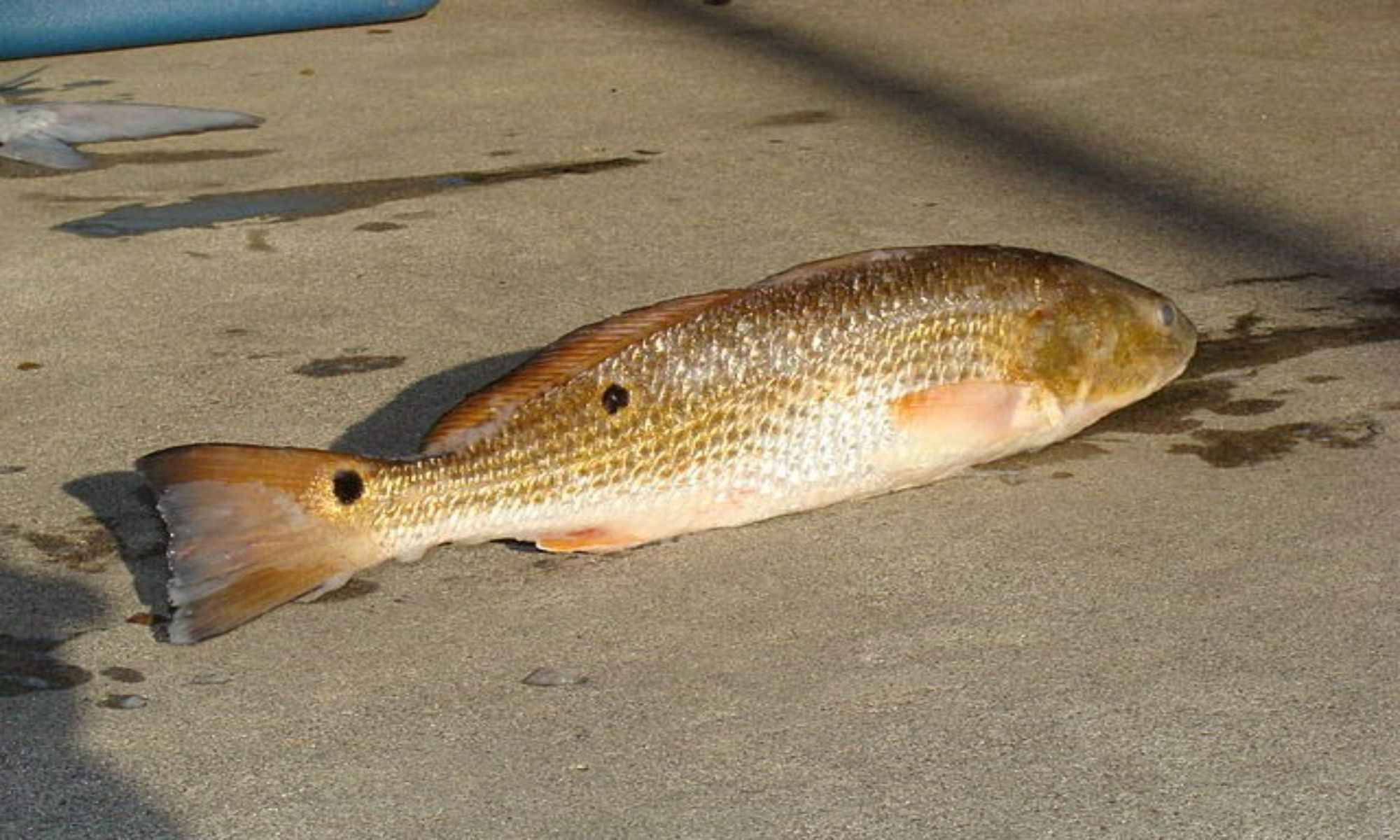 Redfish Fishing: Tips to Catch Them Successfully