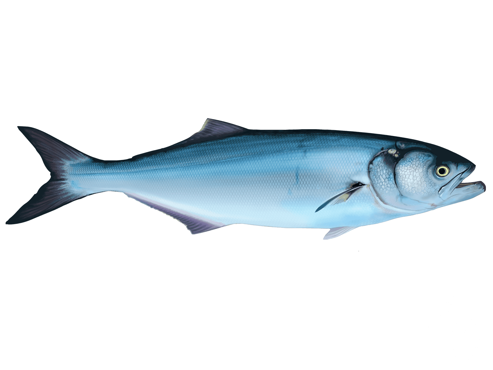 Atlantic Blue Fish