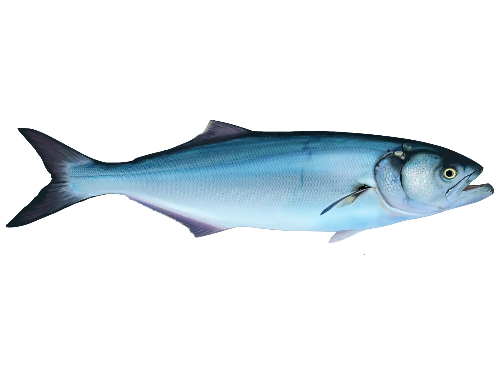 Bluefish_ID_1600x_7bd68aaedf.webp