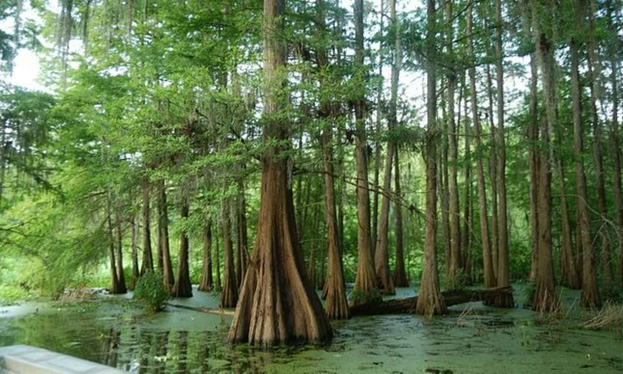 Breaux Bridge, LA Fishing: Crawfish Capital, the Gateway to Various Fish