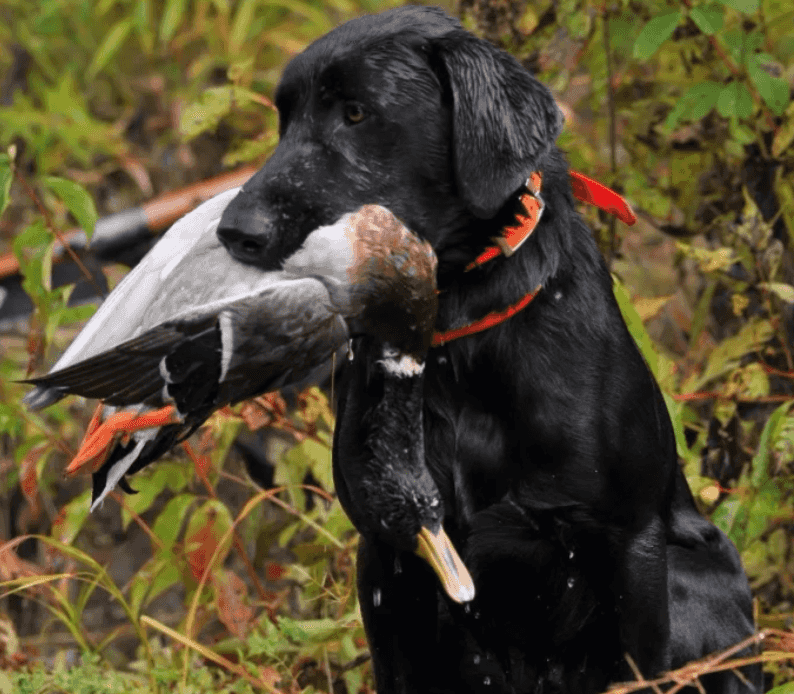 Experience Waterfowl Trips