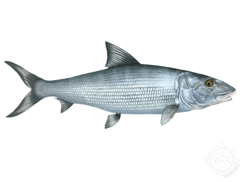 Learn About the Bonefish – Fishing