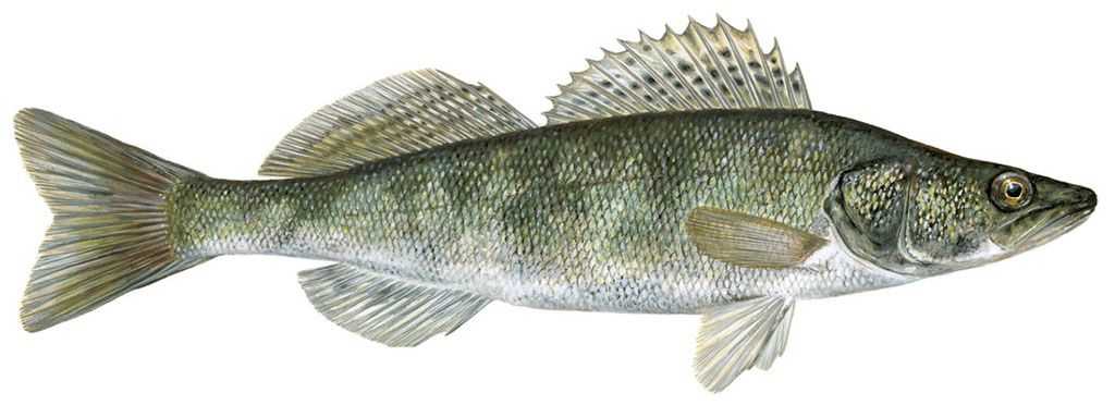 Learn About the Pike-Perch – Fishing