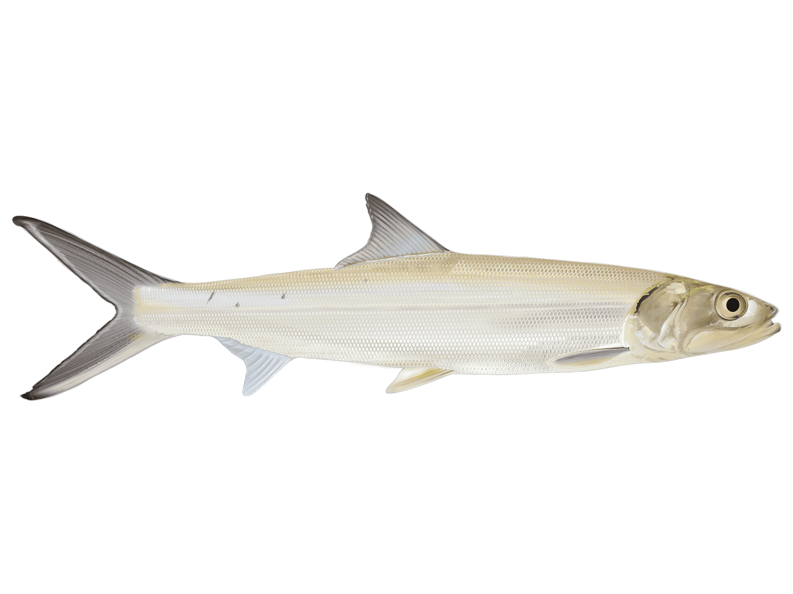 Learn About the Ladyfish – Fishing