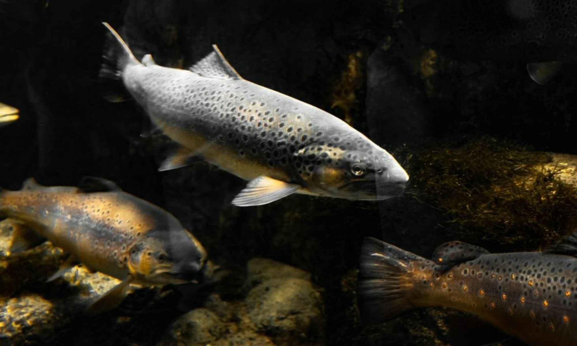 The Trout Diet: What Do They Eat?