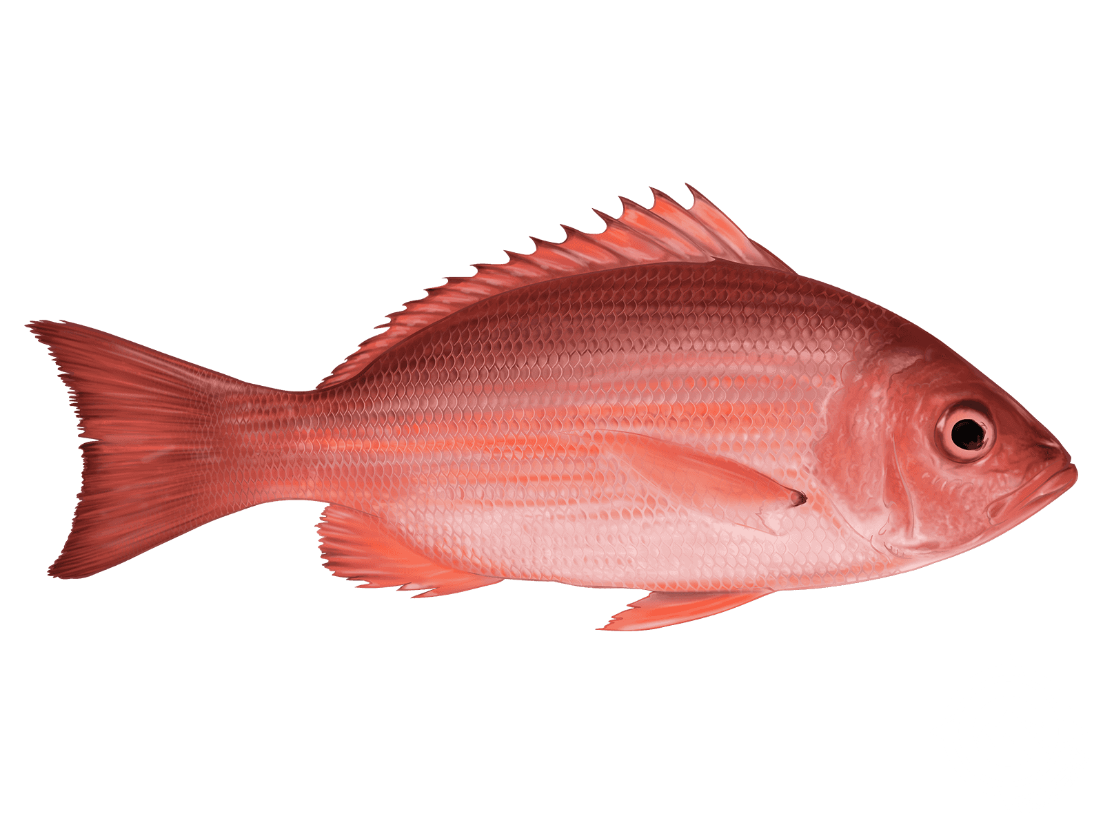 Learn About the Red Snapper – Fishing
