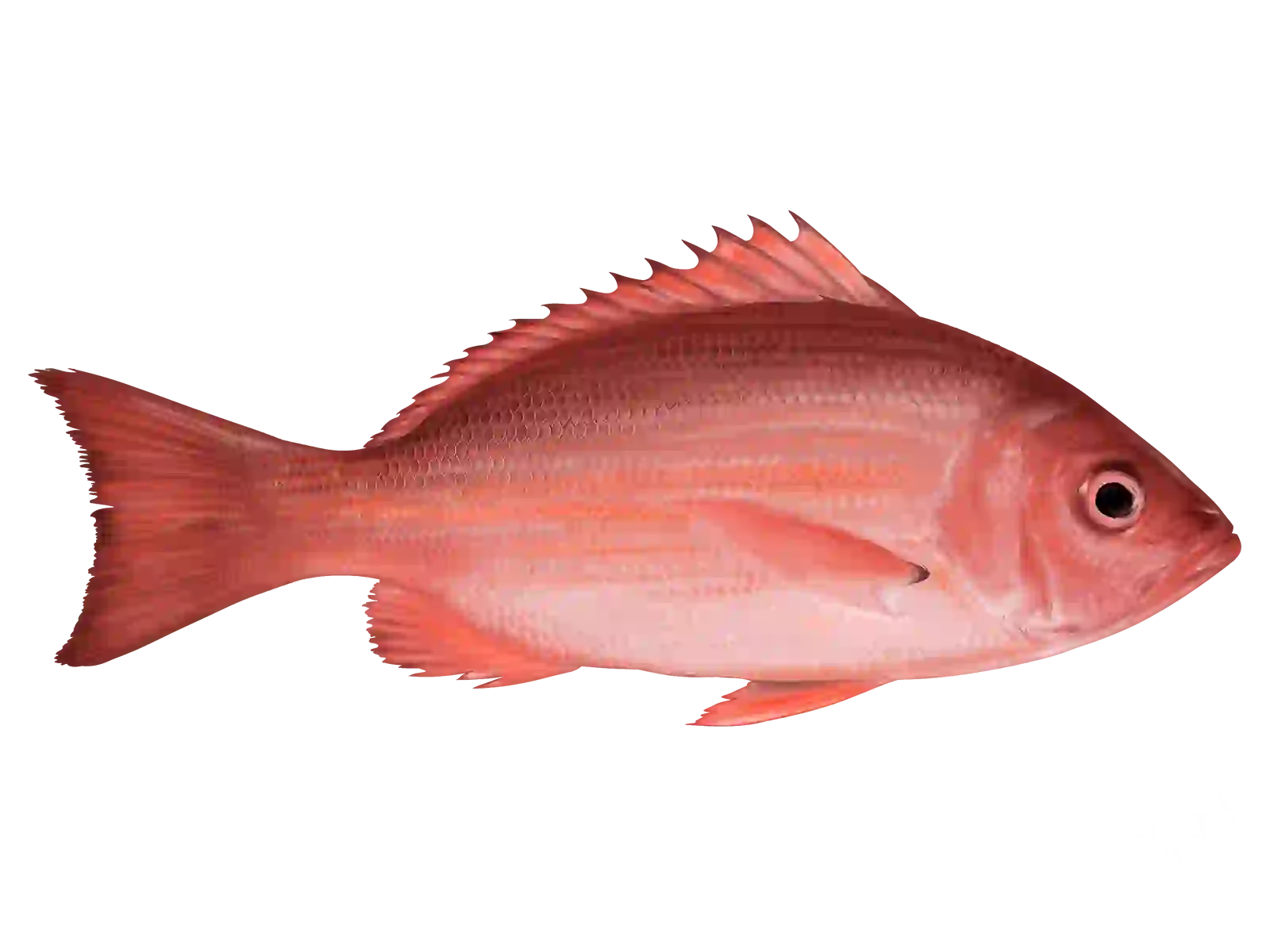 Red Snapper