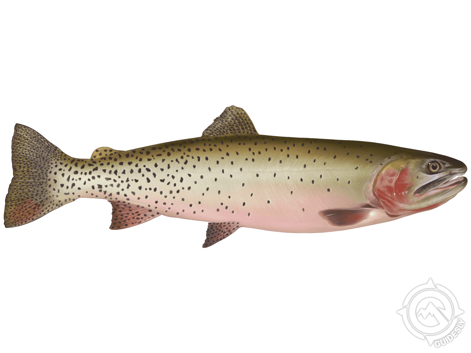 Learn About the Cutthroat Trout – Fishing