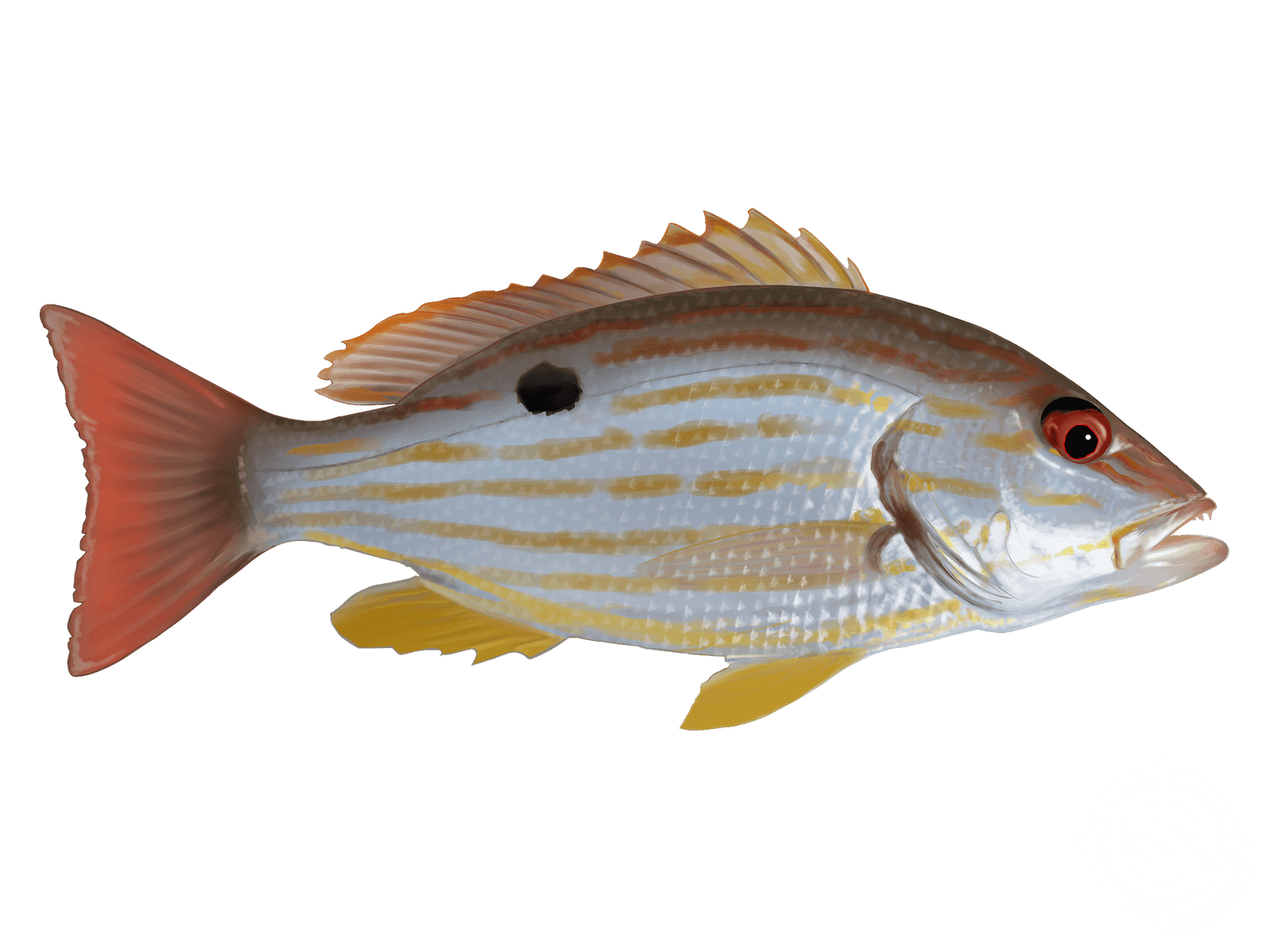 Learn About the Lane Snapper – Fishing