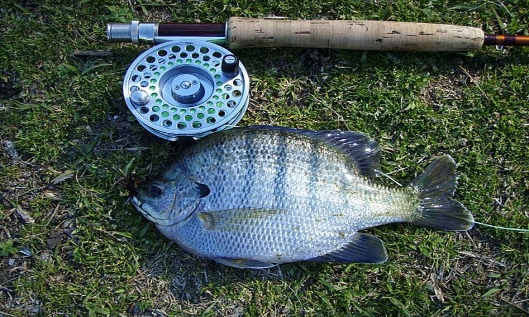 6 Effective Panfishing Techniques