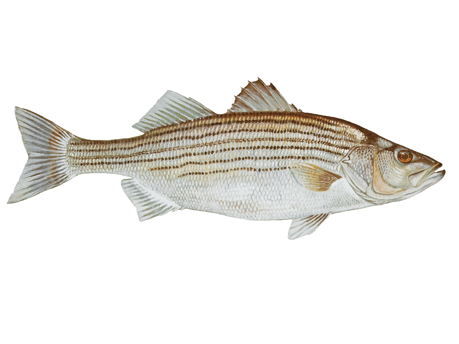 Striped shop bass fish