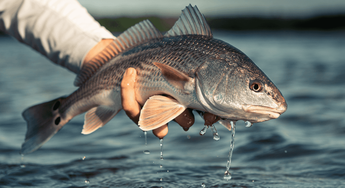 Lär dig om kungsfisken – fiskeLär dig om kungsfisken – fiske  