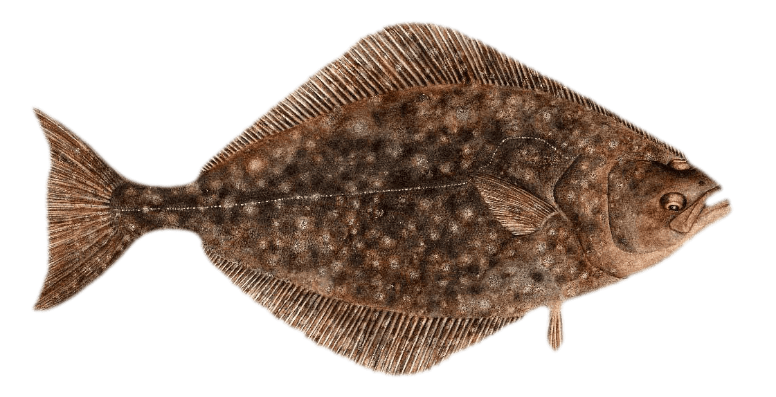 Learn About the Pacific Halibut – Fishing