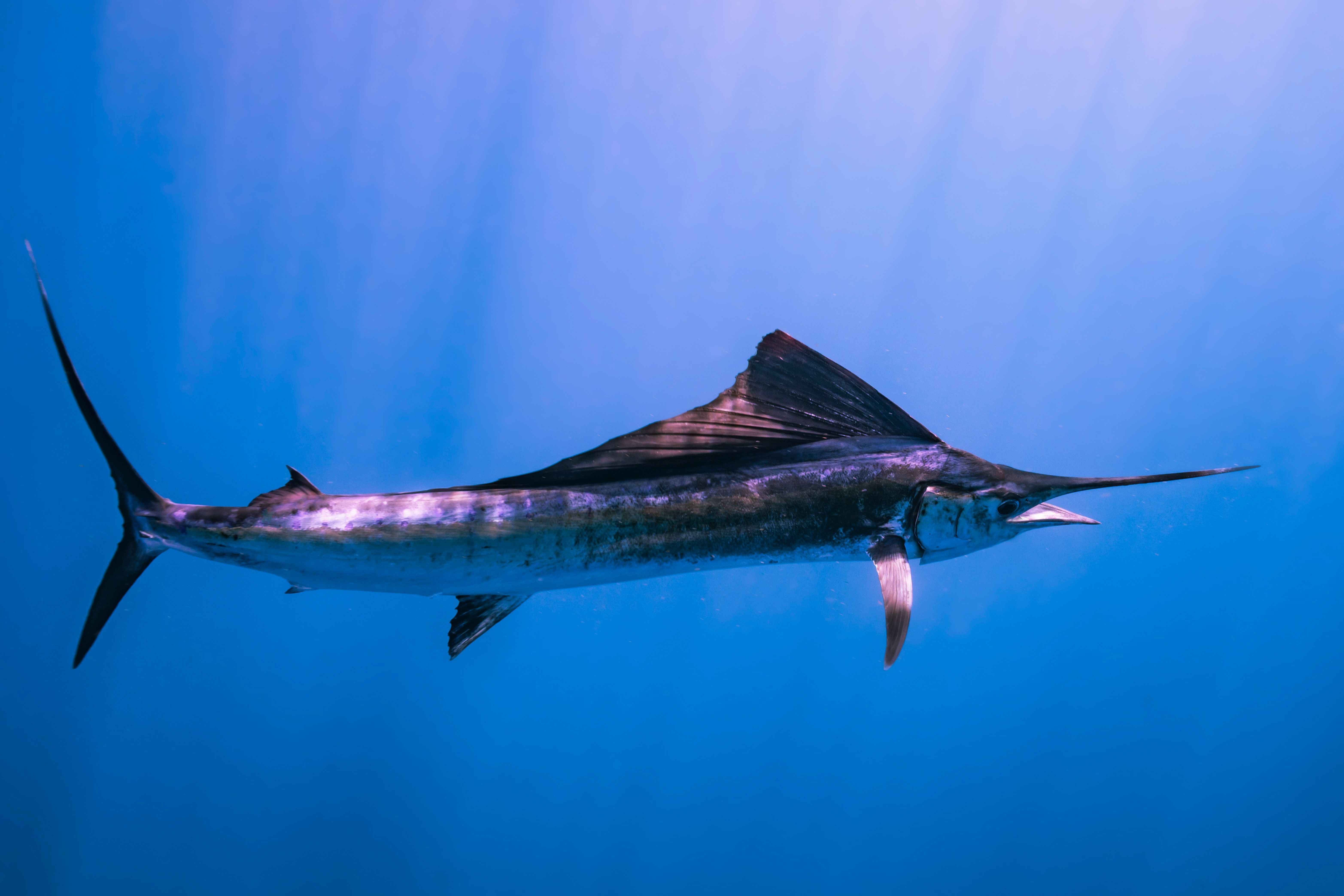 How to Catch Sailfish: Tips From Pro Anglers