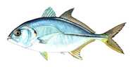 Learn About the Blue Runner – Fishing