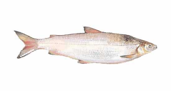 Learn About the Lake Whitefish – Fishing